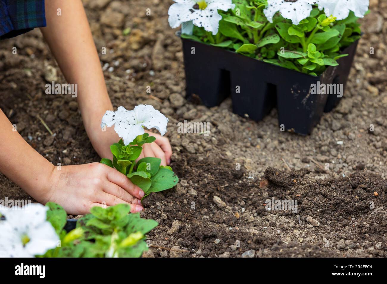 Hands planting new spring flowers in flowerbed. Stock Photo