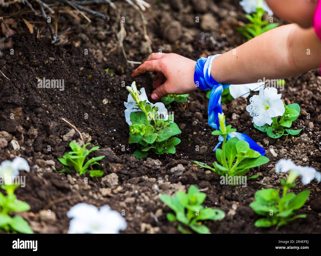 Hands planting new spring flowers in flowerbed. Stock Photo