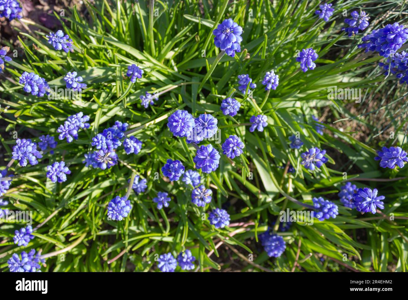 Small purple flowers in a flower bed Stock Photo - Alamy