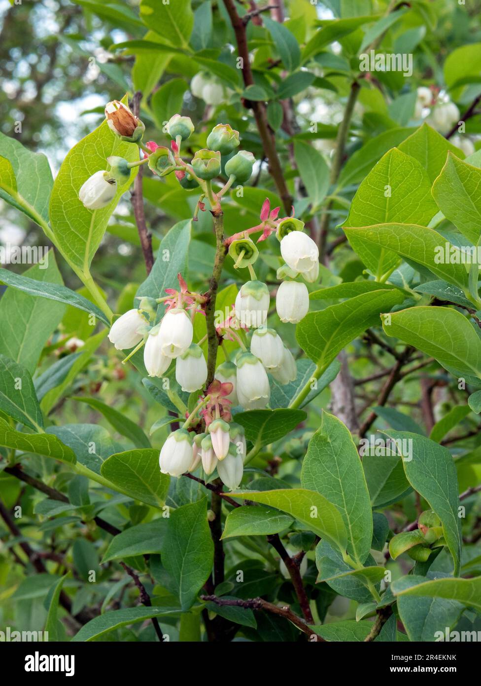 Blueberry flower buds development stage, vertical format. White flowers begin to fall off, showcasing the small green fruits Stock Photo