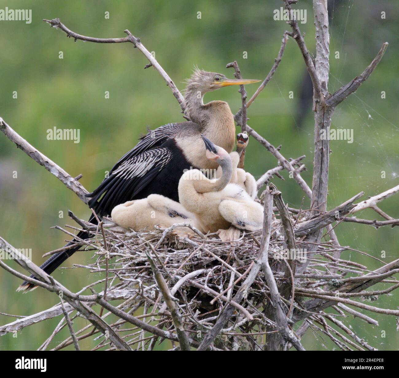 Anhinga (Anhinga anhinga) female with chicks in the nest, High Island, Texas, USA. Stock Photo
