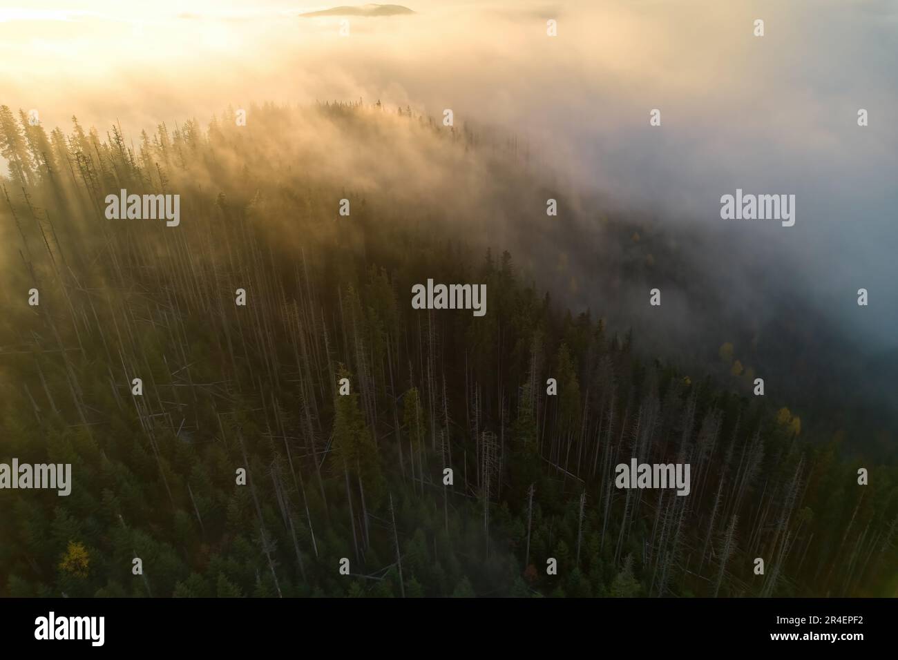 Aerial view thick coniferous forest hi-res stock photography and images ...