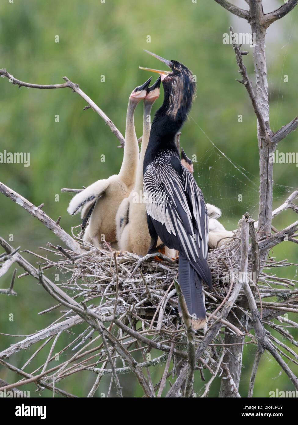 Anhinga (Anhinga anhinga) male with chicks begging for food, High Island, Texas, USA. Stock Photo