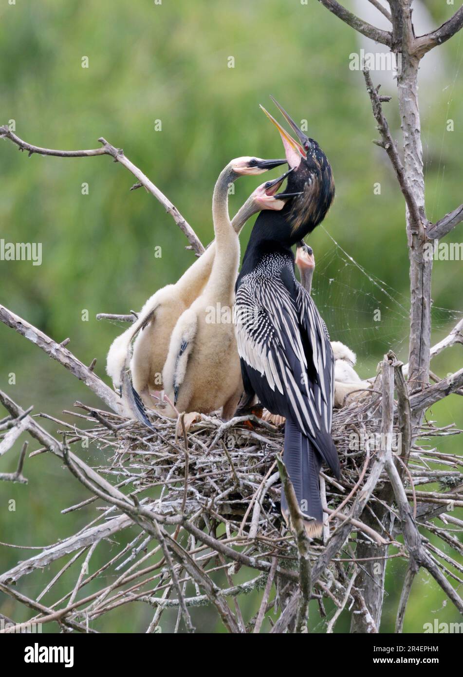 Anhinga (Anhinga anhinga) male with chicks begging for food, High Island, Texas, USA. Stock Photo