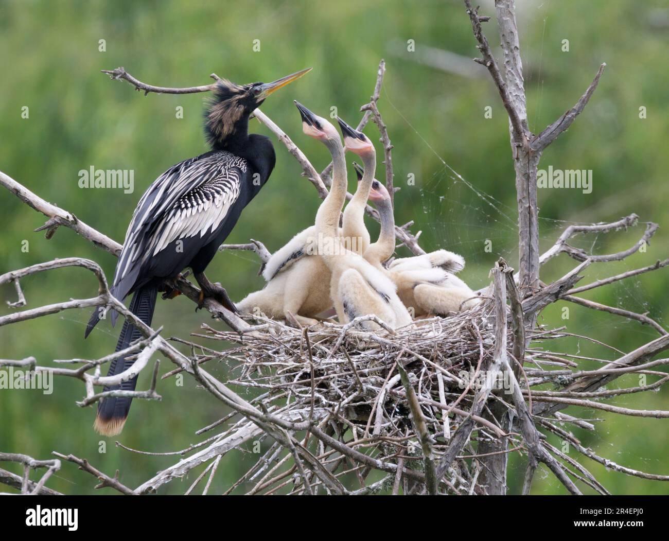 Anhinga (Anhinga anhinga) male with chicks begging for food, High Island, Texas, USA. Stock Photo