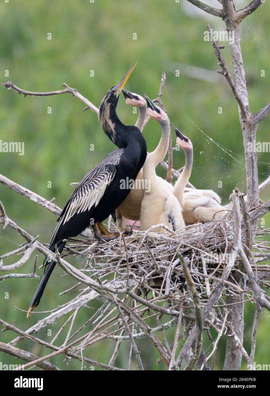 Anhinga (Anhinga anhinga) male with chicks begging for food, High Island, Texas, USA. Stock Photo