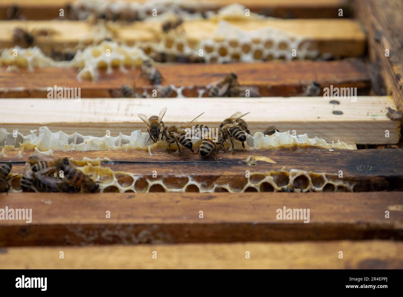 Bees on honeycombs with honey. Stock Photo