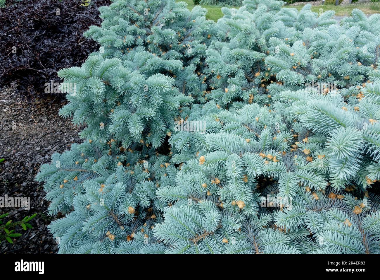 Silver Spruce, Picea pungens 'Hotto', Spring, Colorado Blue Spruce in garden Stock Photo