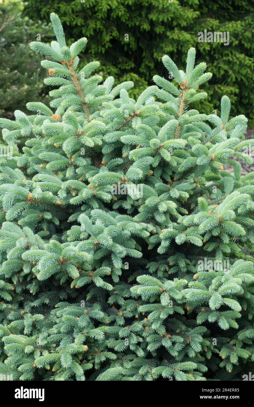 Colorado Blue Spruce, Picea pungens 'Frieda' Stock Photo