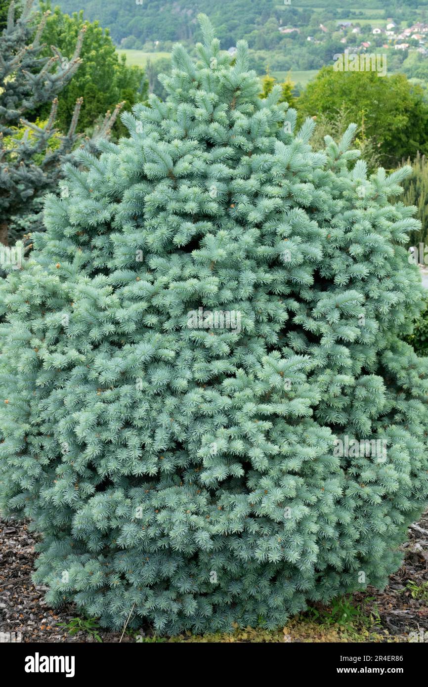 Colorado Blue Spruce, Picea pumgens 'Conica Sylvanus' Stock Photo