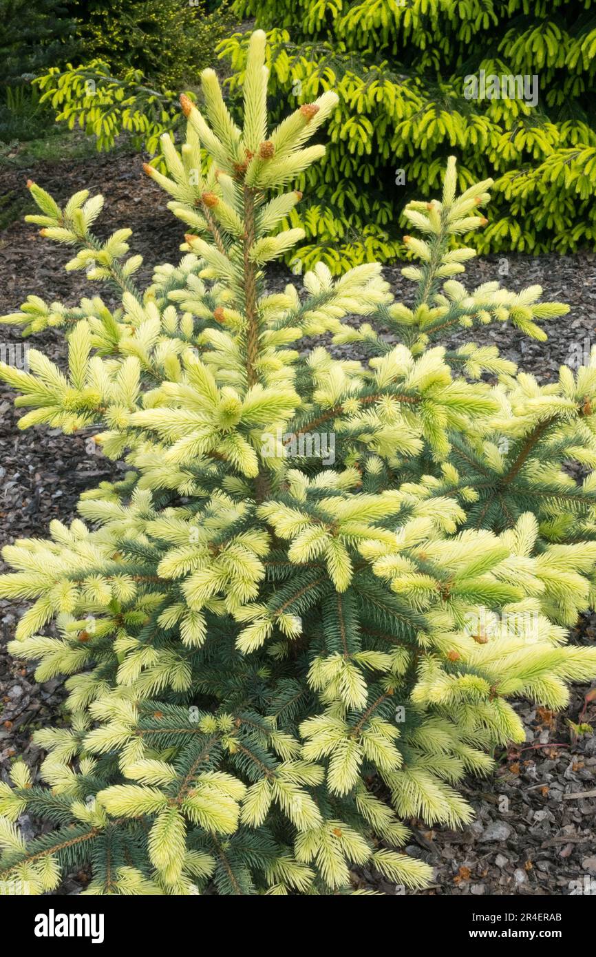 Bright, Picea pungens 'Spring Ghost' Blue Spruce tree, Conifer, Shoots young tree Stock Photo