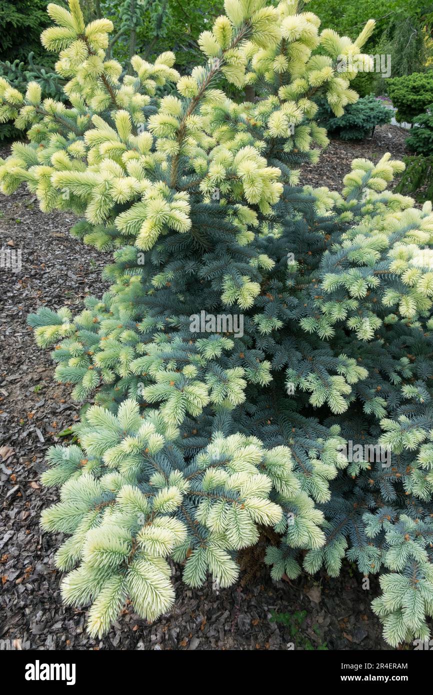 Picea pungens 'Fruhlingsgold', Spring, Conifer, Foliage Stock Photo