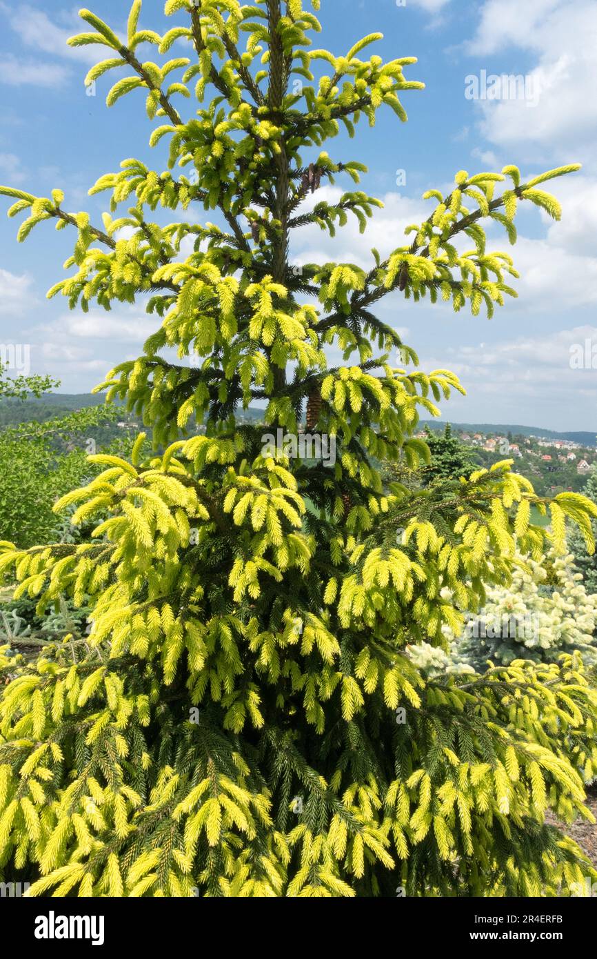 Oriental Spruce, Picea orientalis 'Aurea', Picea Tree Spruce syn Picea orientalis 'Aureospicata', Picea orientalis 'Aurea Spicata' Stock Photo