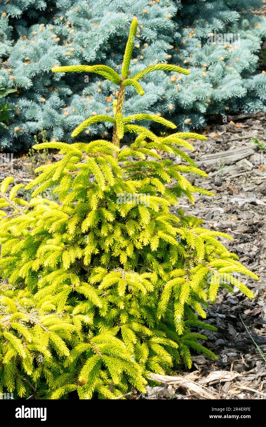 Picea orientalis 'Depresa Aurea', Oriental Spruce Tree Stock Photo