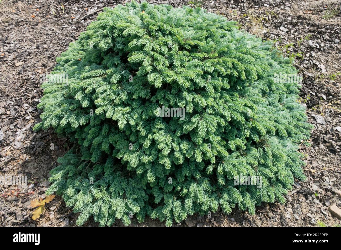 Colorado Blue Spruce, Picea pungens 'Waldbrun', Garden, Dwarf, Silver Spruce small conifer cultivar Stock Photo