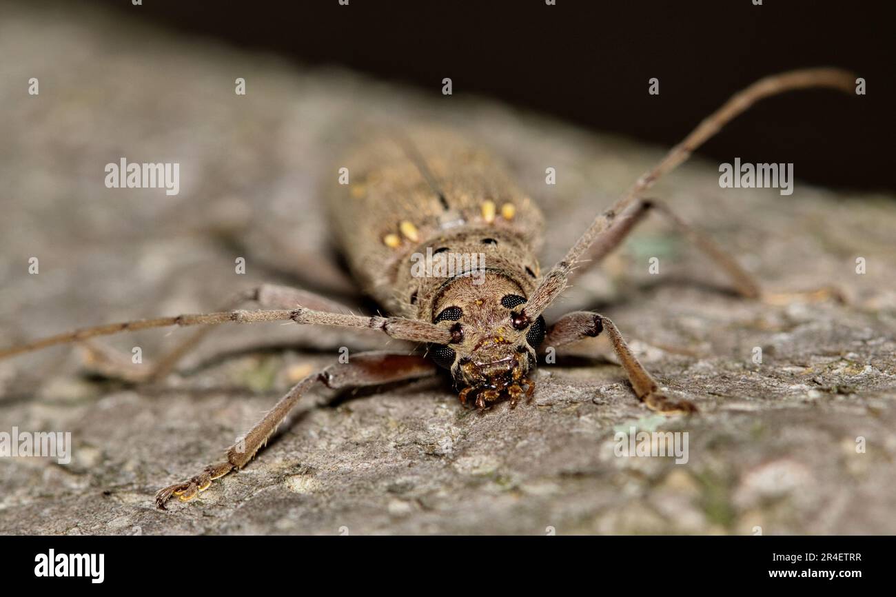 Lesser Ivory-marked Beetle (Eburia mutica) on a tree in Houston, TX front view. Wood-boring beetle found in the Southern USA states. Stock Photo