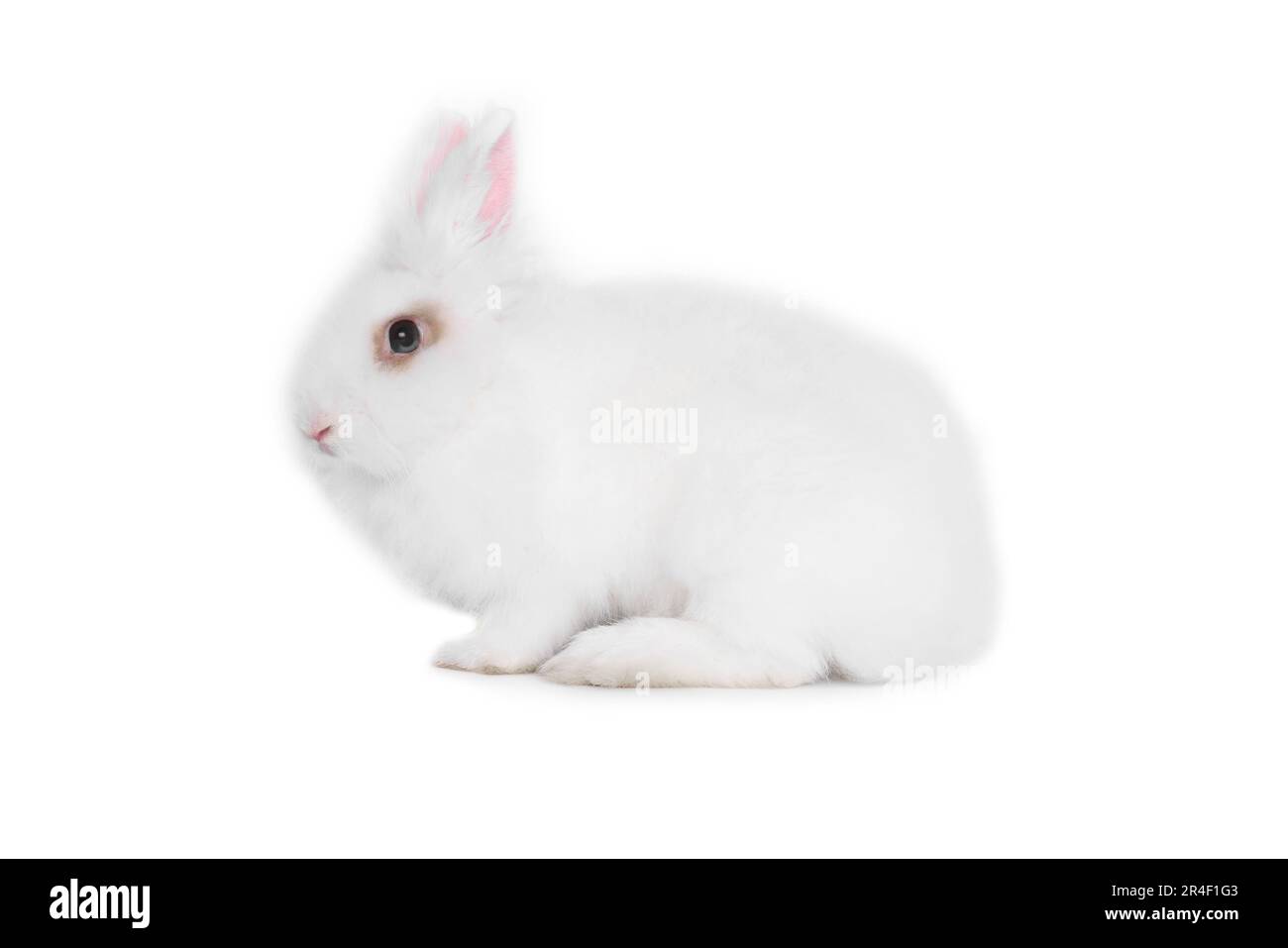 Fluffy rabbit on white background. Cute pet Stock Photo - Alamy