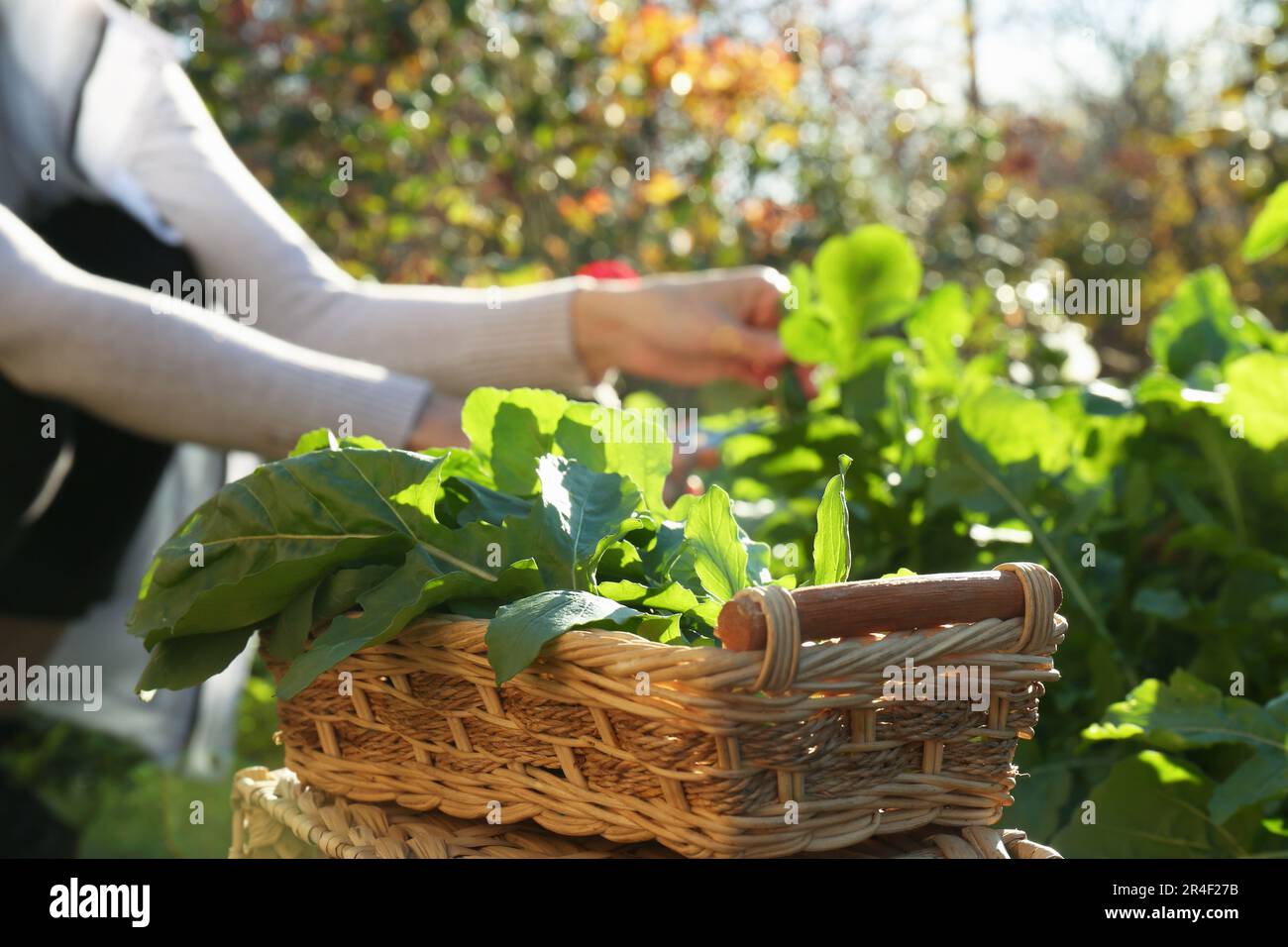 Woman cutting fresh green herbs outdoors, focus on wicker basket Stock Photo
