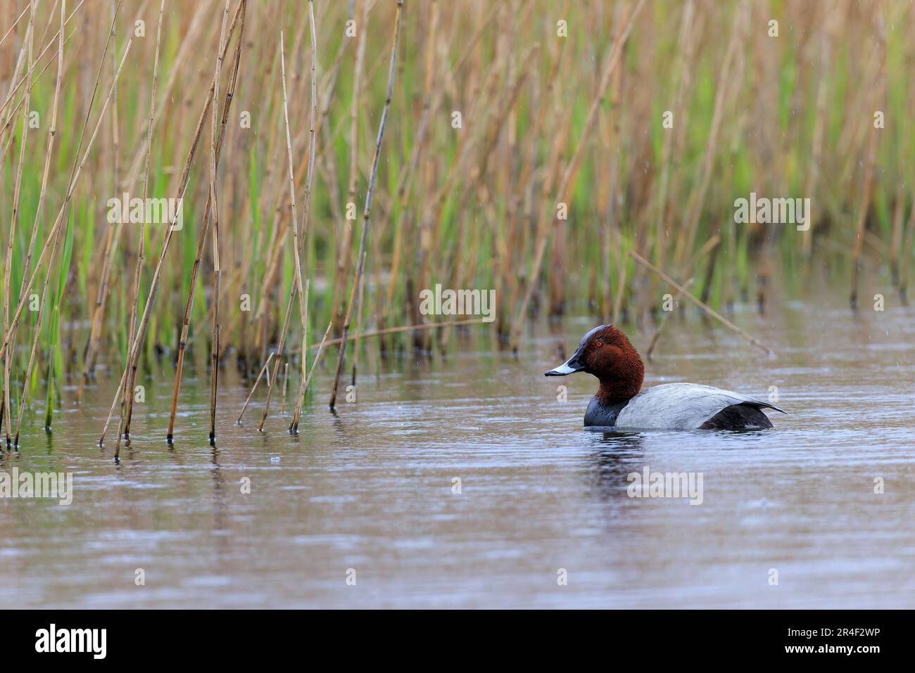 Reedbed bird uk hi-res stock photography and images - Alamy