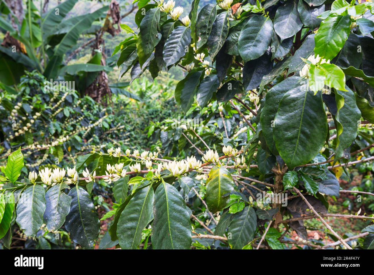 Coffee tree blossom with white color flowers. Coffee plantation in