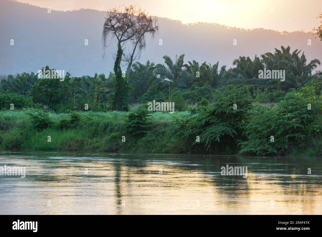 Tropical river in the green jungle Stock Photo - Alamy