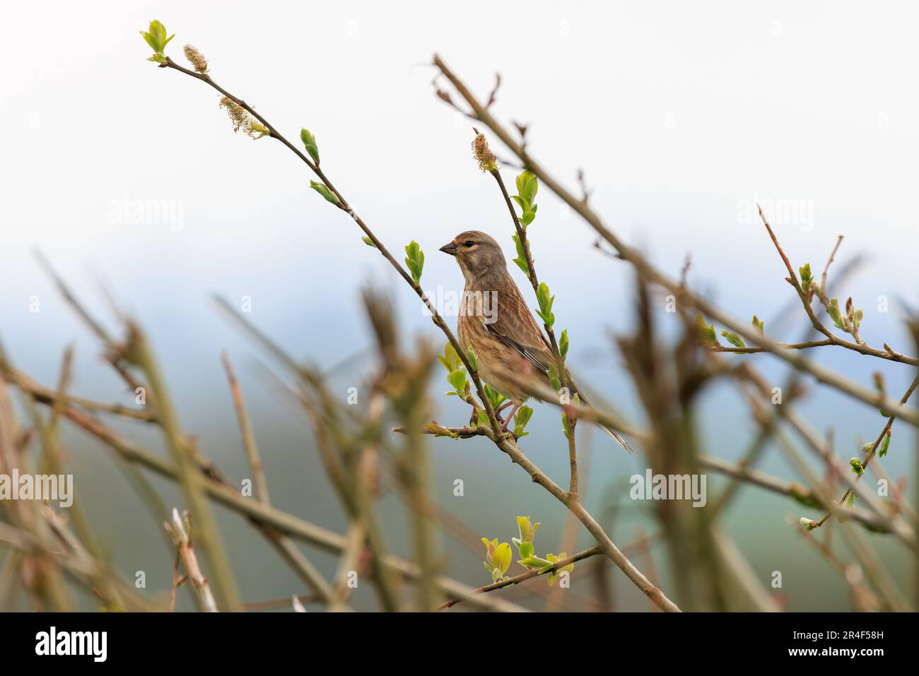 Common Linnet [ Linaria cannabina ] perched in shrub with sky in background Stock Photo