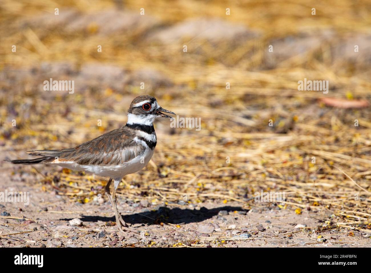 Killdeer natural portrait, bright orange of eyes visible, in lower left with copy space to right Stock Photo