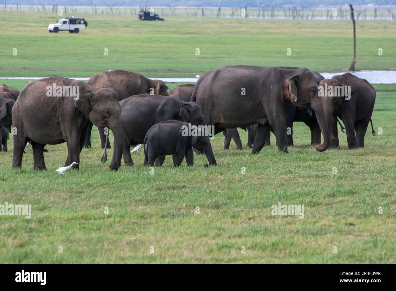 A herd of wild elephants graze on grassland adjacent to the tank (reservoir) at Kaudulla National Park at Galoya in central Sri Lanka. Stock Photo