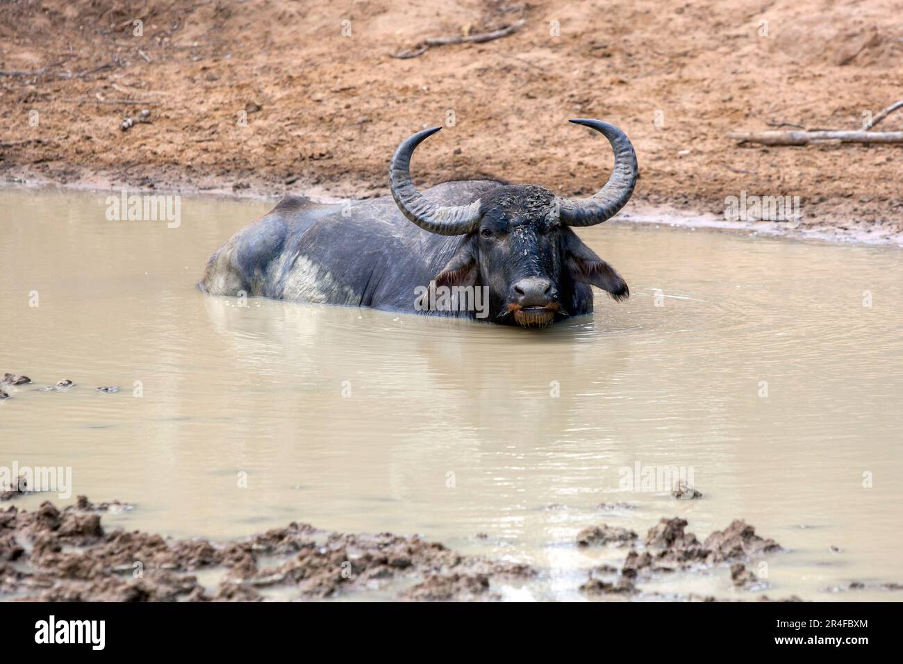 A wild water buffalo (Bubalus bubalis) soaking in a waterhole at Yala National Park at Tissamaharama in southern Sri Lanka. Stock Photo