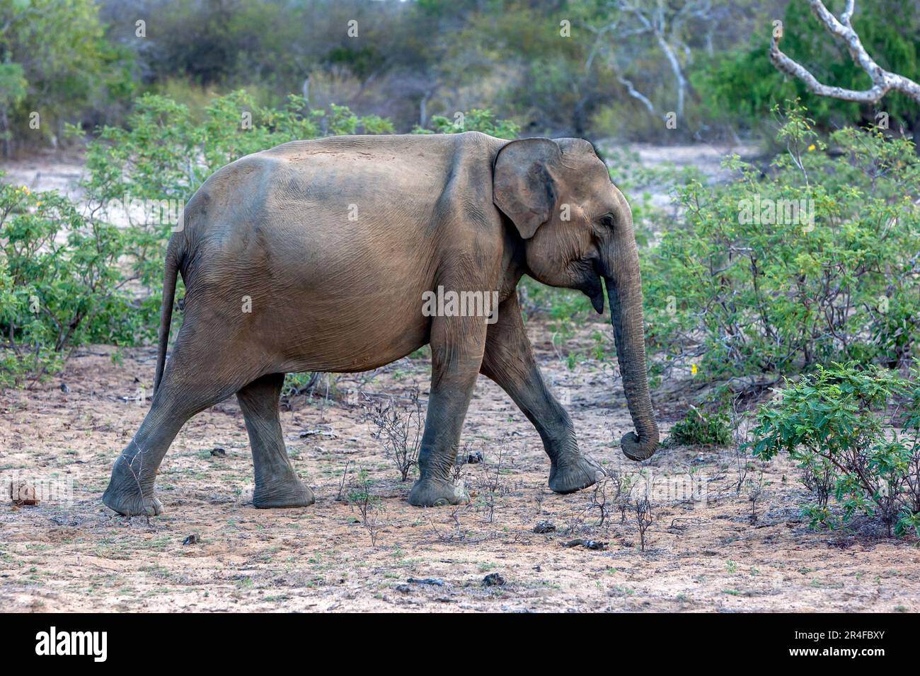 A young wild elephant moves through bushland within Yala National Park at Tissamaharama in southern Sri Lanka in the late afternoon. Stock Photo