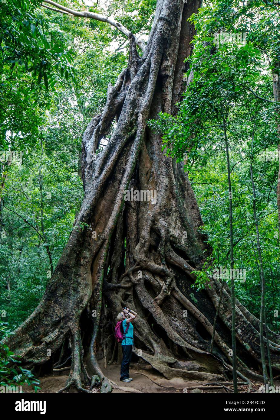 A foreign tourist photographs a 1400 year old banyan tree (ficus benghalensis) at the ancient ruins of Ritigala in central Sri Lanka. Stock Photo
