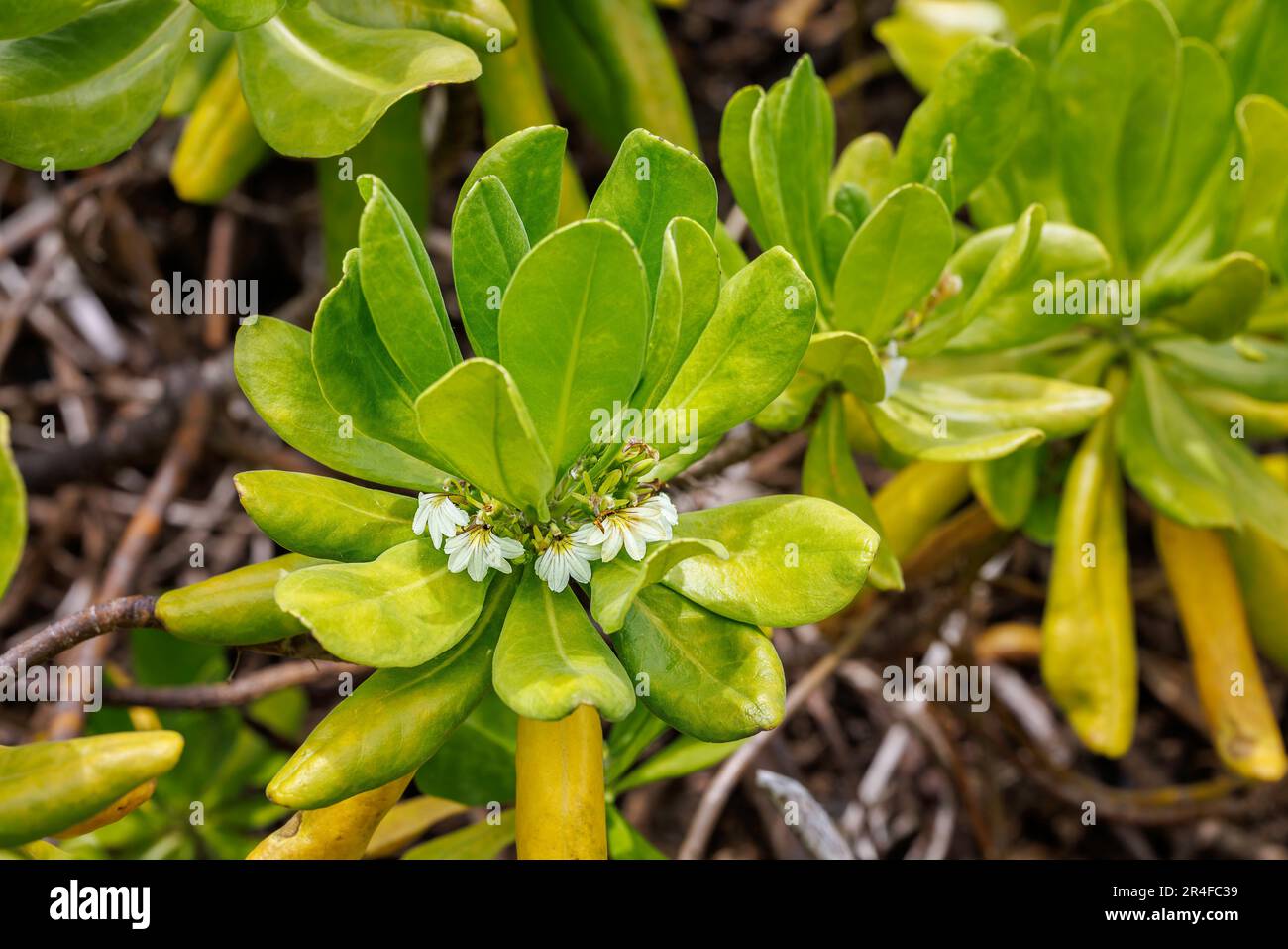 Naupaka kahakai, is indigenous to Hawaii and part of the Goodeniaceae family found in coastal locations. It is also known as beach cabbage, sea lettuc Stock Photo