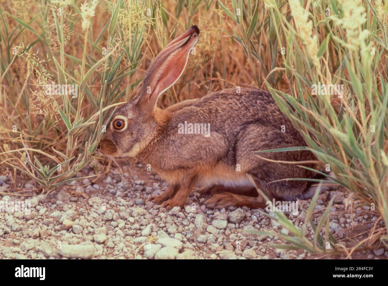The Cape hare (Lepus capensis), also called the brown hare and the desert hare, is a hare native to Africa and Arabia extending into India. Stock Photo