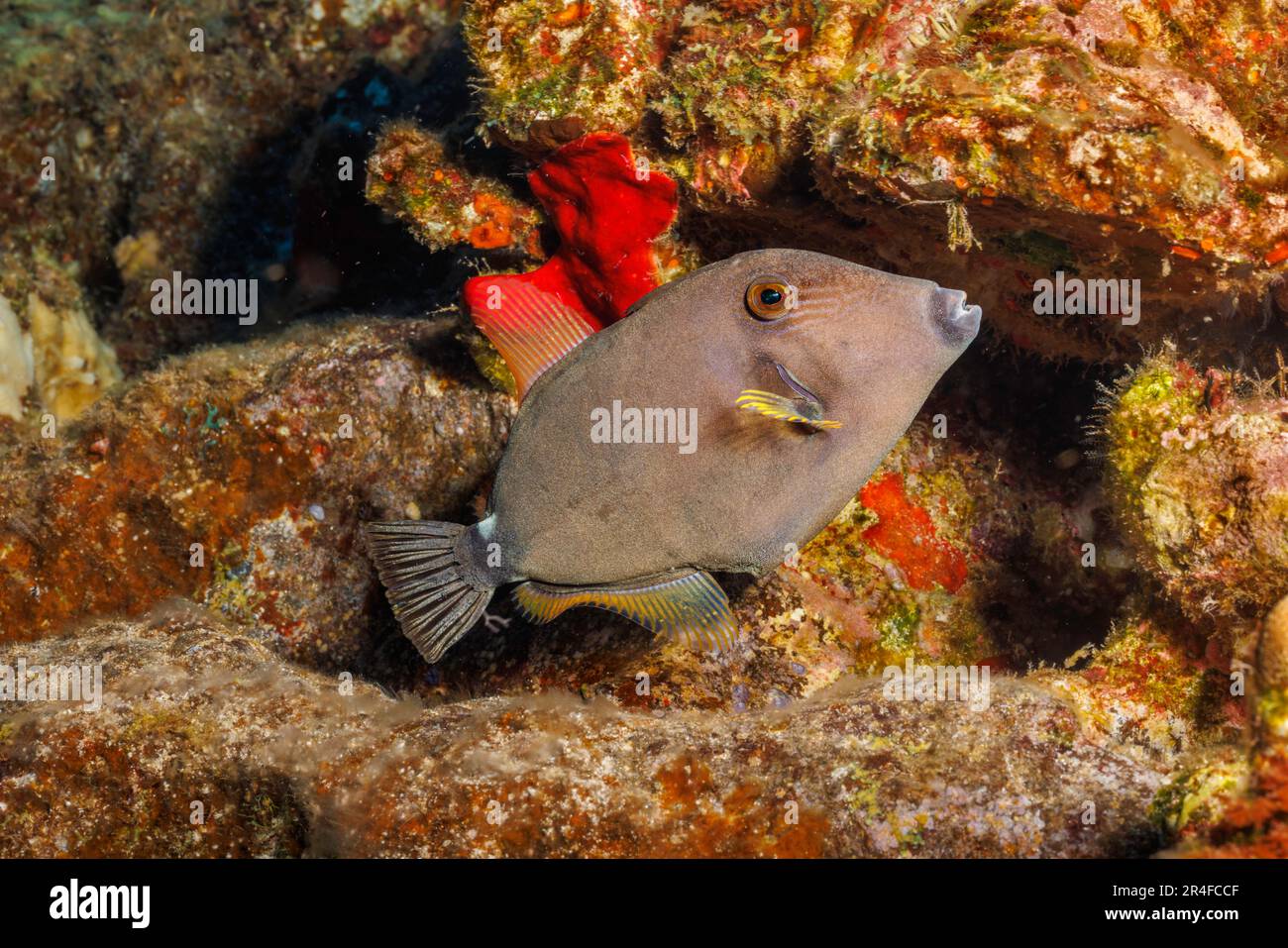 The squaretail filefish, Cantherhines sandwichiensis, was first identified in Hawaii and thought to be endemic. It has since been found in the South P Stock Photo