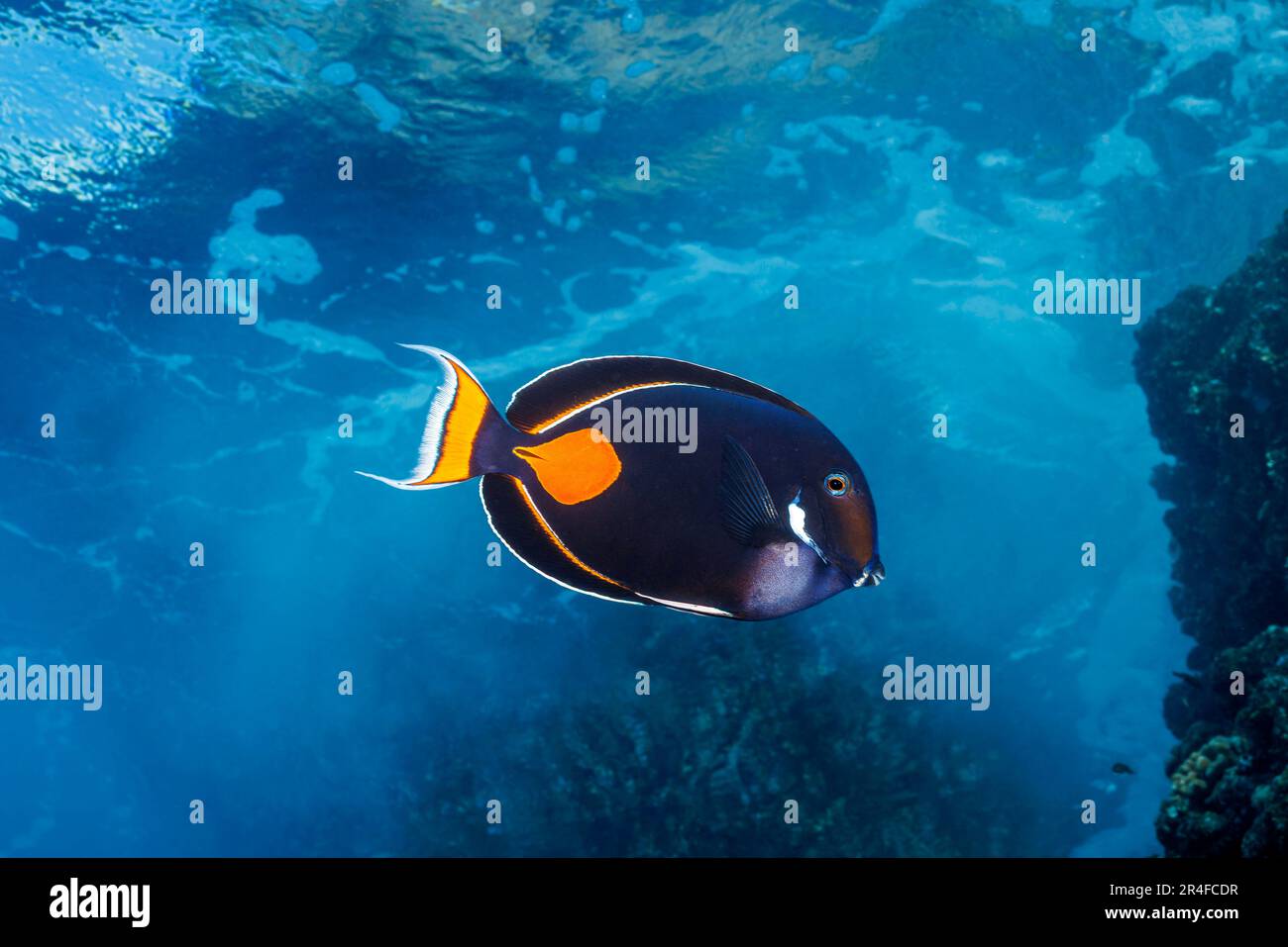 The achilles tang, Acanthurus achilles, reaches 10 inches in length and are often found in the shallow surge zone of the reef, Hawaii. Stock Photo
