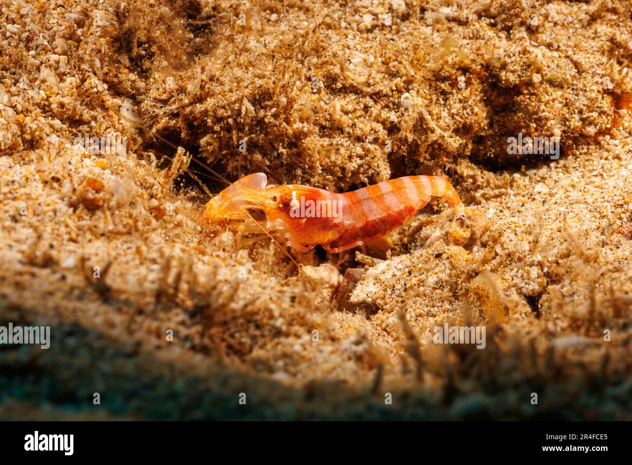 This orange banded snapping shrimp, Alpheus sp. does not have a species name at this time but is part of the macrocheles group. They are common in Haw Stock Photo