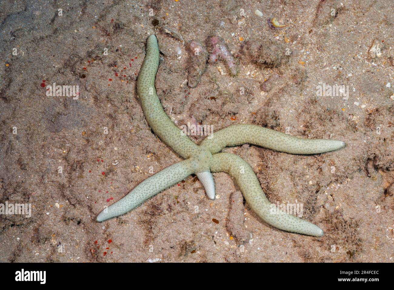 This green linckia seastar, Linckia guildingi, is in the beginning stag of regenerating a lost limb, Hawaii. The lost arm may not be predation. They c Stock Photo