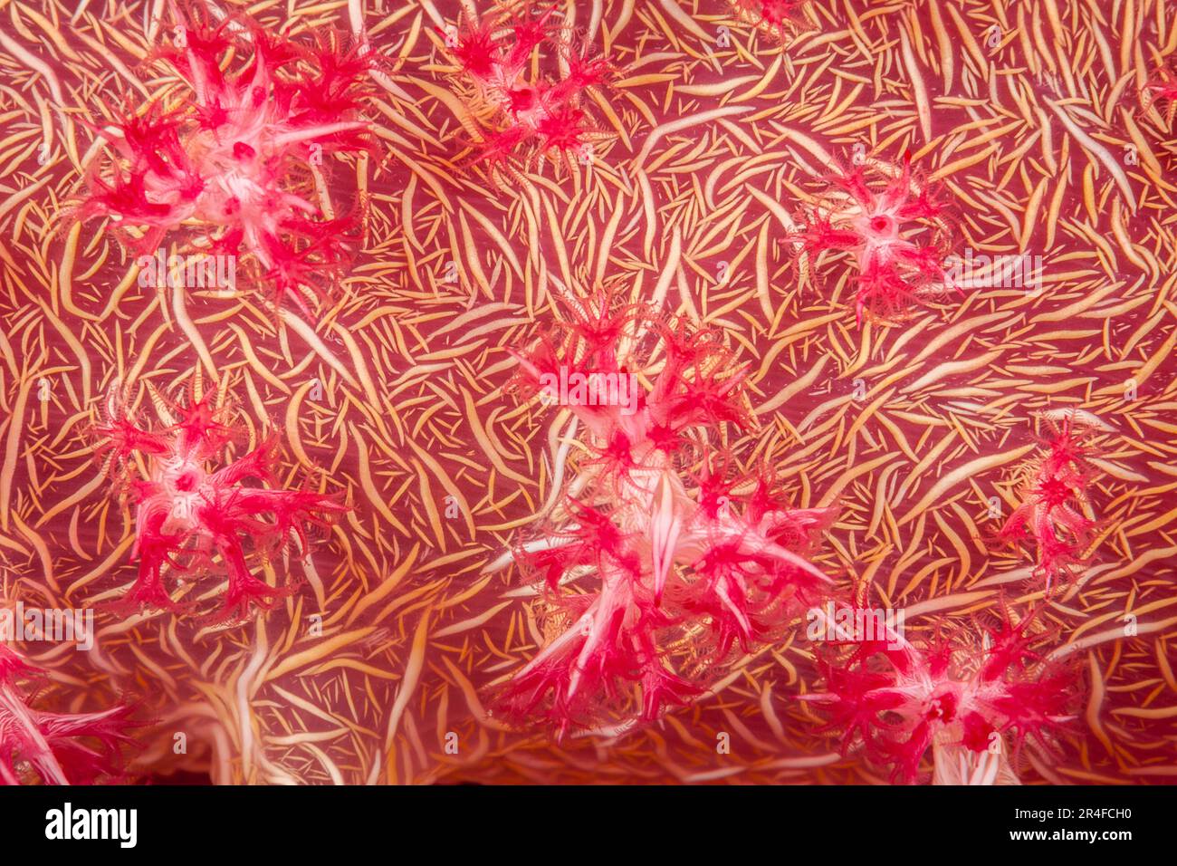 A night time close look at the feeding polyps on alcyonarian soft coral, Dendroephthya sp. The white lines are calcium spicules on the surface of the Stock Photo