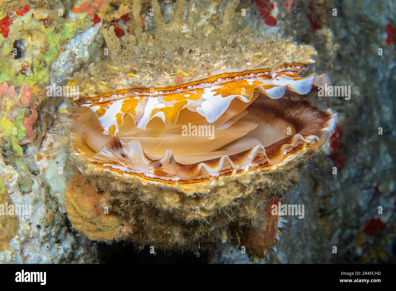 A look inside a Spondylus or Giant Thorny Oyster shell, Spondylus varius, showing the mantle. This species was previously known as Spondylus varians. Stock Photo