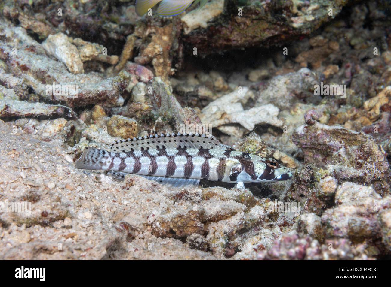 The reticulated sandperch, Parapercis tetracantha, is also known as the black banded seaperch, Philippines. Stock Photo
