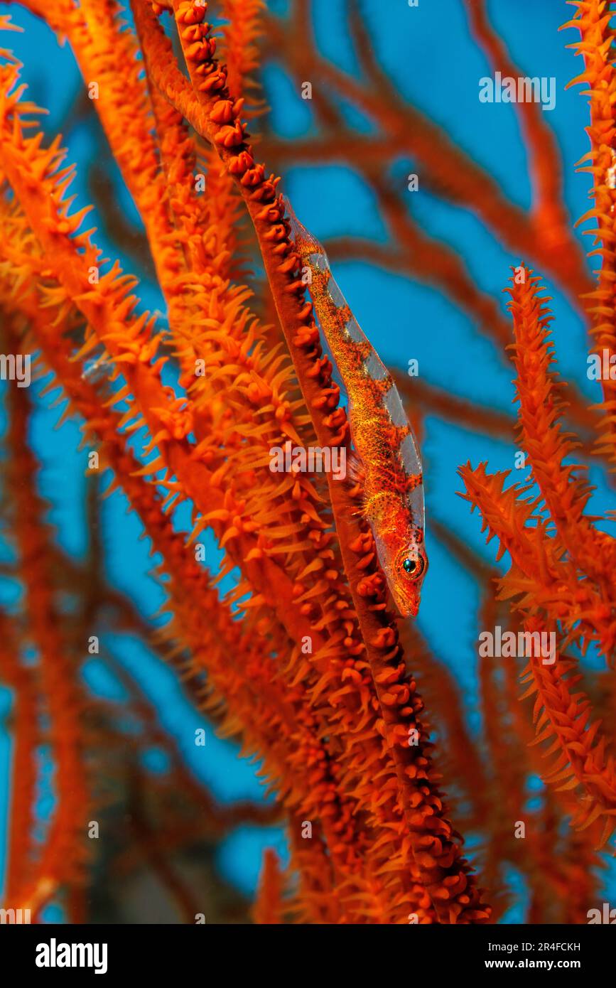 Gorgonian or black coral goby, Bryaninops tigris, on black coral, Hawaii. Stock Photo