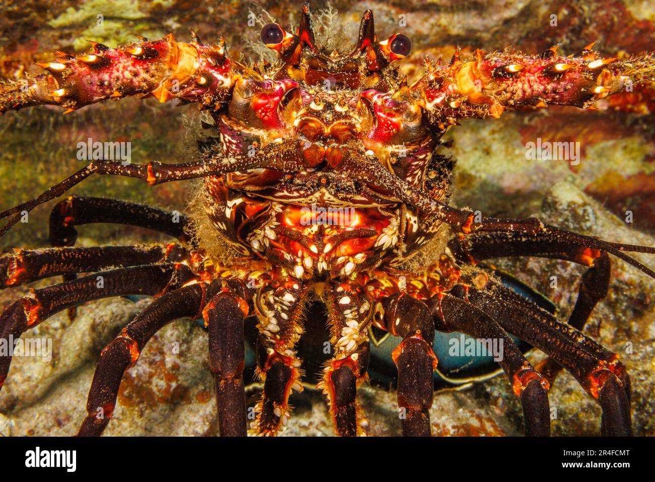 A close look at the front end of a banded spiny lobster, Panulirus marginatus, an endemic species. Hawaii. Parasitic barnacles, Paralepas sp. can be s Stock Photo