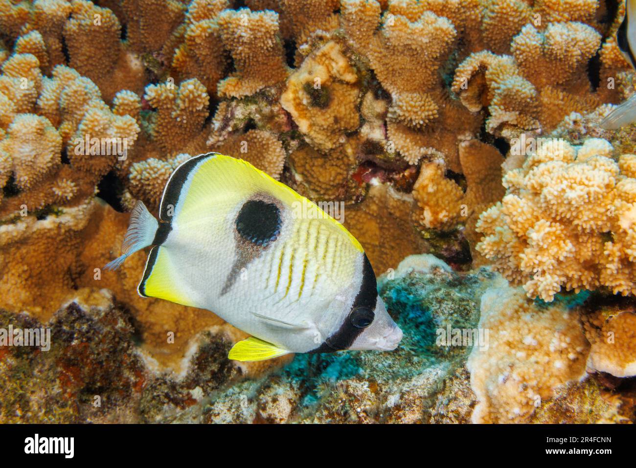 Teardrop butterflyfish, Chaetodon unimaculatus, feed mostly on encrusting rice coral as pictured here, Hawaii. Stock Photo