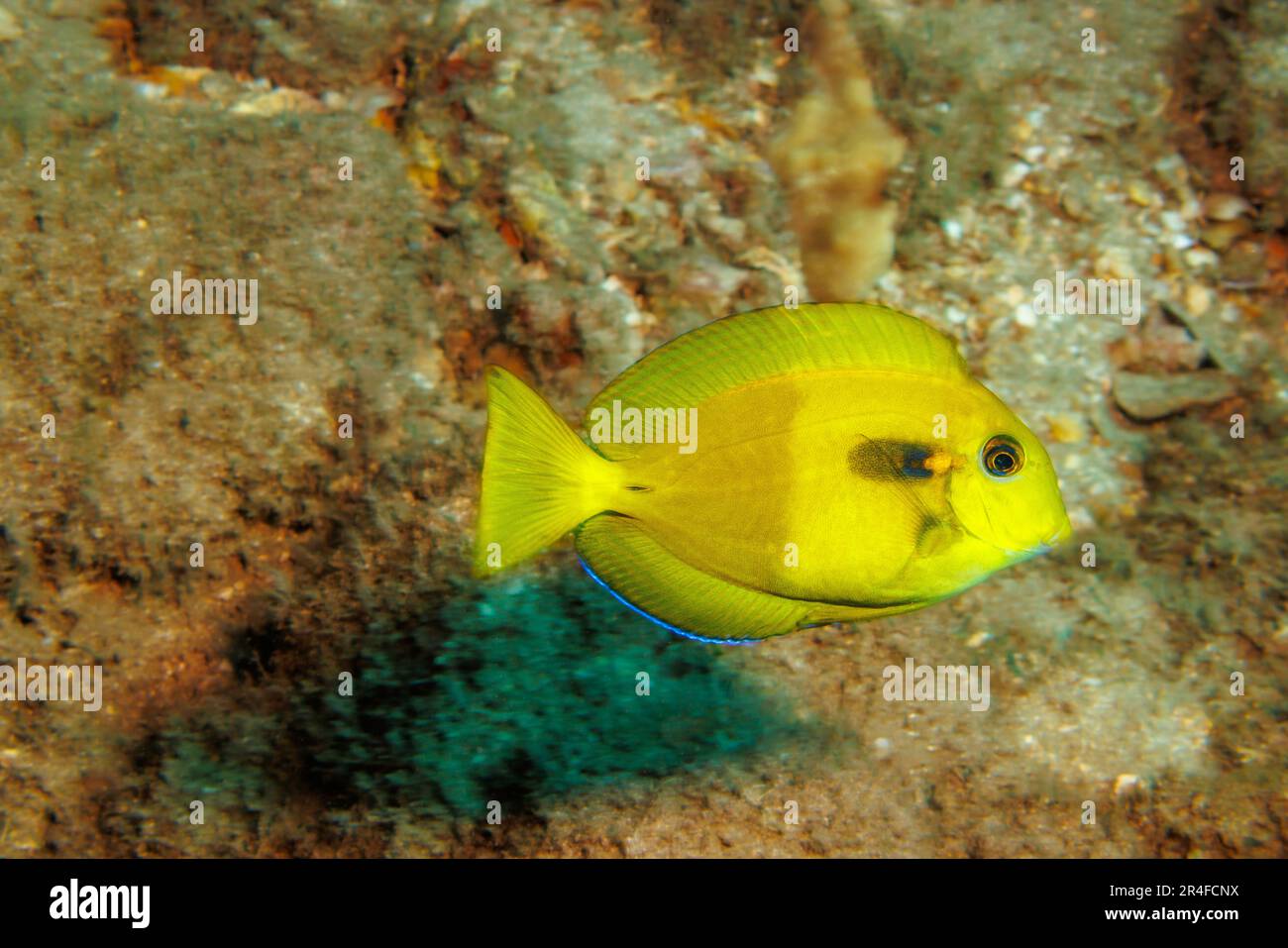This juvenile orangeband surgeonfish, Acanthurus olivaceus, is just at the beginning of changing to the coloration of an adult, Hawaii. Stock Photo