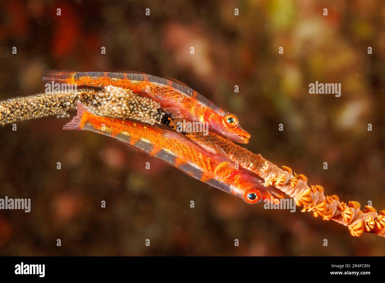 A pair of gorgonian gobies, Bryaninops amplus, with eggs they have layed on wire coral, Hawaii. Stock Photo