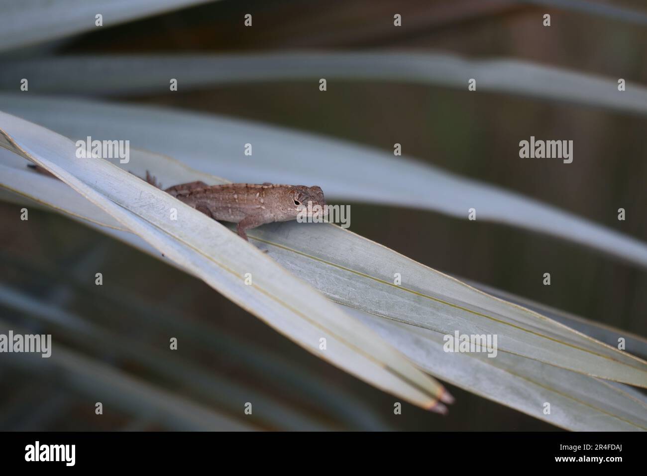 Brown Anole perched on a palm Stock Photo