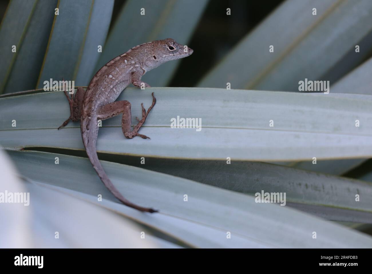 Brown Anole perched on a palm Stock Photo