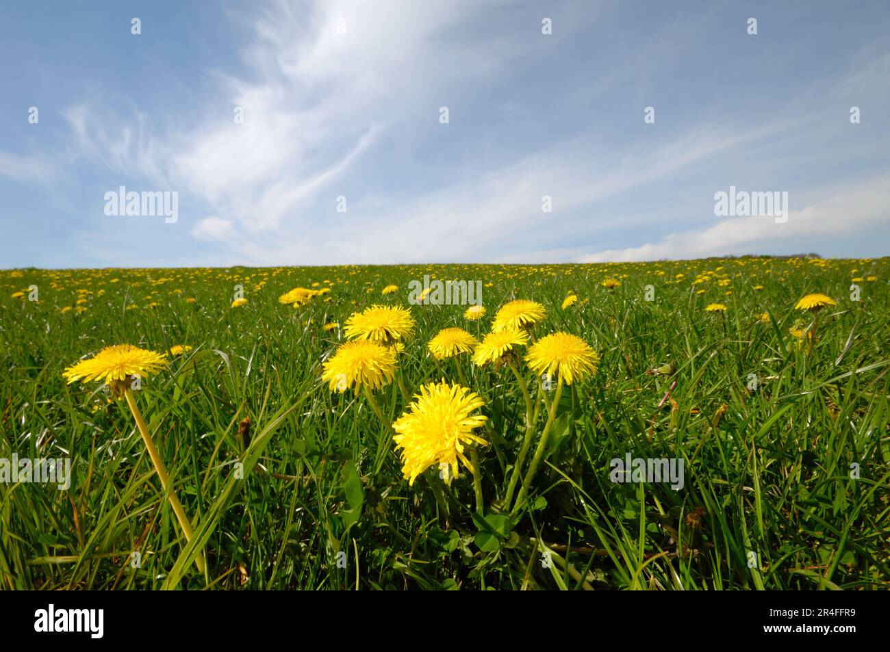 Background field air dandelions hi-res stock photography and images - Alamy
