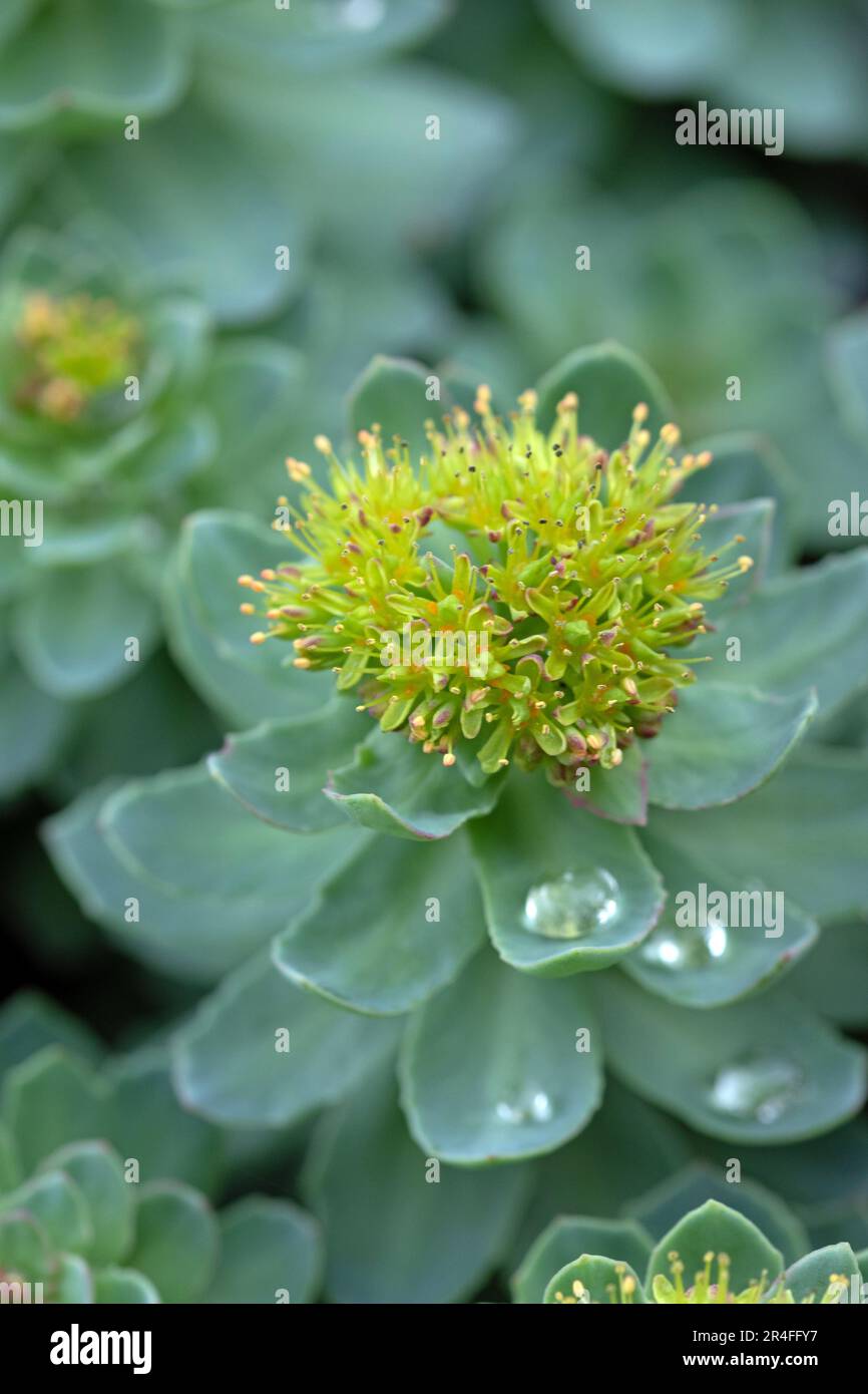 Roseroot stonecrop flower. Close up water drops on leaves. Sedum rosea Stock Photo