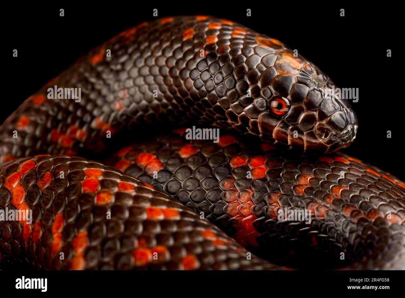 African burrowing python (Calabaria rainhardtii) Stock Photo